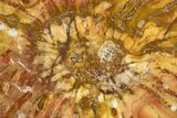 Colorful Petrified Wood Slab - Weird Grain Patterns #327318-1